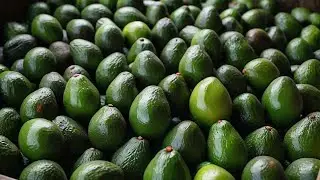 Giant Avocado and Guacamole Factory: How Guacamole is Produced on a Massive Scale