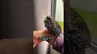 European starling 🖤 #p1  #birds #starling #viral #shorts #short #youtubeshorts insta:inkydragon