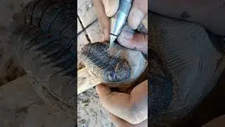 Reedops Morocco trilobite