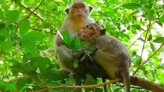 The best family monkey sleep well on the tree