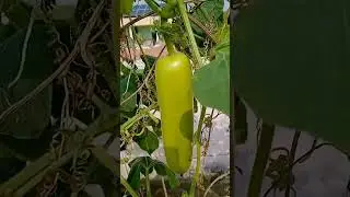two pumpkins are growing for harvesting #1millonviews #viral #vegetables #terrace garden