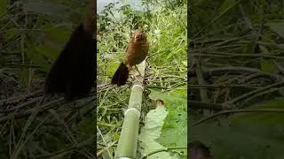 Chim Họa Mi h&oacute;t tr&ecirc;n c&agrave;nh tr&uacute;c