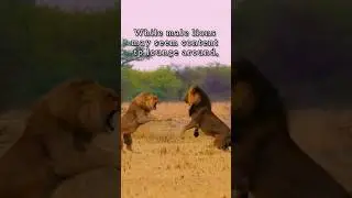 Unlock the Mysteries of Lions: Jaw-Dropping Facts Exposed #lion  #wildanimals  #shorts