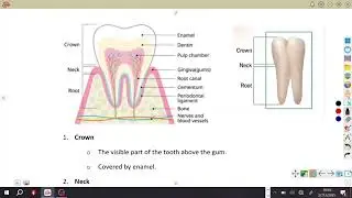2026 Biology GCE Online Lesson 12: Nutrition in Man and Dentition
