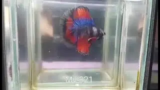 (MV-321)Black Red Fancy Double Tail Halfmoon Male Betta