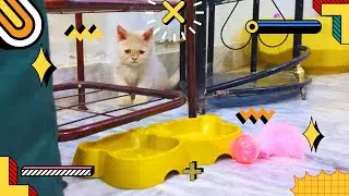 Watching a Tiny Kitten Eat is Pure Therapy. 🍼💖