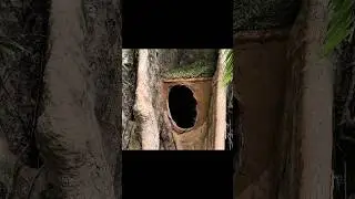 Amazing Survival house in the big tree hole #camping #survivalskills #survival #shorts