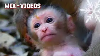 Mother–Baby Bond: Jade and Javor (Mix Clips)