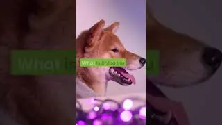 What is Shiba inu coin?