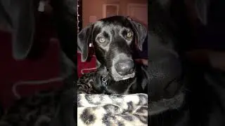 Processing&hellip;&hellip;.processing&hellip;&hellip;&hellip;&hellip;&hellip;&hellip;..   &hellip;.error #funnypets #dogsofyoutube