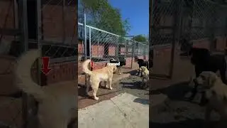 Король Карл потерял свою корону? (🎥 newlu_princess)
