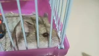 THE RED EYES HAMSTER || hamster world || cute hamster || hamster lovers