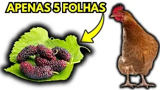 5 FOLHAS CURAM COCCIDIOSE, PERNA BAMBA E VERMES NAS SUAS GALINHAS!