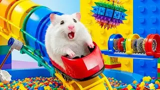 Hamster Escapes from Colorful Ball Maze on High-Speed ​​Roller Coaster | Hamster Maze