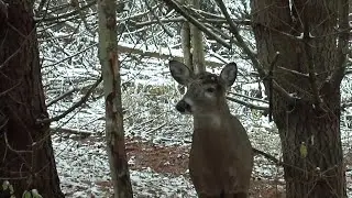 Here's Why Meat Hunting Family Traditions Endure - Destination Whitetail, Full Episode