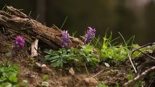 Лесные звуки воды и птиц для отдыха. Forest sounds of water and birds for relaxation.