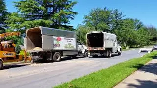 Monster tree service