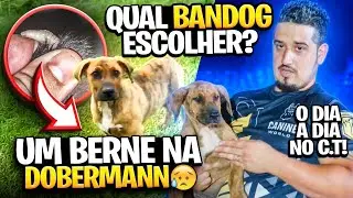 QUAL BANDOG EU ESCOLHO?