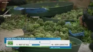 Is marijuana addictive? Experts weigh in