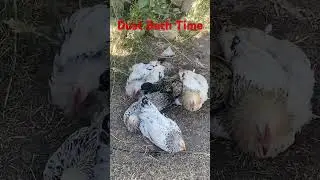 #chickens #dustbath #funnyanimals #farmanimals #happychickens