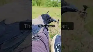 Understanding corvids - natures caretakers - Meet my pack of crow friends