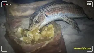 Lizard eats banana / Gerrhosaurus major