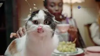 A Cat's Whimsical View of Humans
