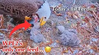 #80🦅🐥17&deg;🐥12&deg;／Winter Park Eagle Nest 2026／Against All Odds:One-Eyed Mom／by Winter Park Eagle Cam