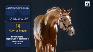 Ponyhengste Spezial/Hybrid Aukt. Lot 14 Now-or-Never Hengst v. Neverland WE-Neptun v.d. Beekerheide