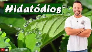 Hydathodes - Epidermal Annex - Plant Histology
