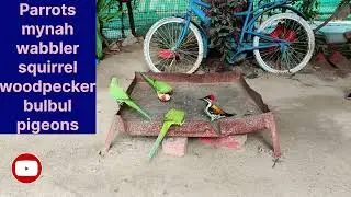 💥🩵FULL ATTENDANCE♥️💥🐦‍⬛🐿️🪶🕊️🎋🐦🦜woodpecker🪽🌡️bhi☃️ aaya#birds#home #feed#parrot #squirrel