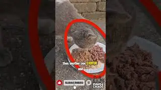 Cats Turn This Lady&rsquo;s House into a Mini Cat Village 😺
