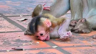 Live: Still Learning to Walk &mdash; A Curious Baby Monkey Enjoys Every Step 🐒💛
