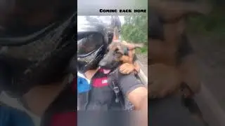 Taking dog to vaccination vs coming back home | Dog reaction | #shorts #dogs #dogfunnyvideo