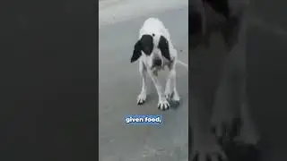 Instant healing of a stray dog