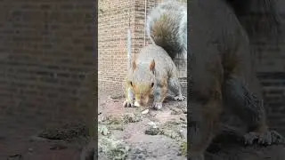 Sit Down #slomotionvideo #slomotion #squirrel #food #animals #nature #wildlife #outdoors