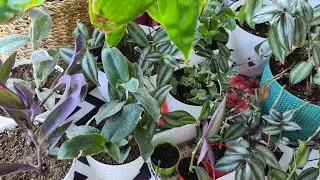 8 Adet  Farklı Türde Telgraf Çiçeği Ailesi☘🌱 Telgraf Çiçeği Bakımı Çoğaltılması