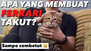TUR KUCING BENGAL THE GOLDEN FAMILY! ADA BERAPA??