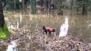 Rosshall Park 22 Dec 2014