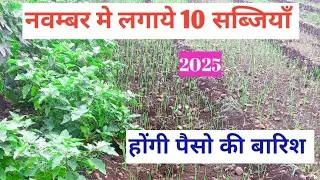 नवम्बर मे कोनसी सब्जी लगाये|november me konsi sabji lagaye|november me sabji ki kheti|
