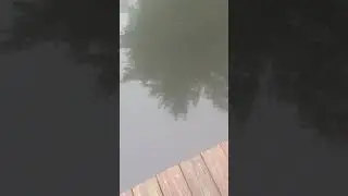I fed the fish scrambled eggs ￼