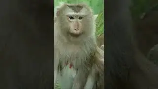 Find out if old monkey Ashaly is pregnant in this funny short video!