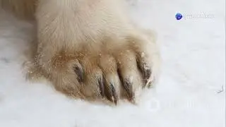 Polar Bears: Masters of the Arctic Hunt | Wildlife Documentary | Seal Hunting Tactics&nbsp;&&nbsp;Survival