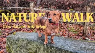 Dog Friendly Nature Walk - Oaks Bottom Wild Refuge, South East Portland
