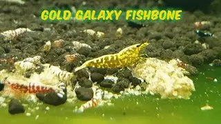 My Shrimp Collection - GOLD GALAXY FISHBONE #shrimptanks #goldgalaxyfishbone #shrimpbreeder