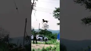 AMAZING ACROBATIC DOG