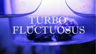 📣📣 Vlog Acuario 24| Turbo Fluctuosus para algas del acuario marino