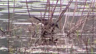The common grackle hunting for snails