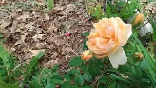 June is Rose Month! Port Sunlight
