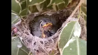 Watch - Silvereye Chicks Grow Up in Nest